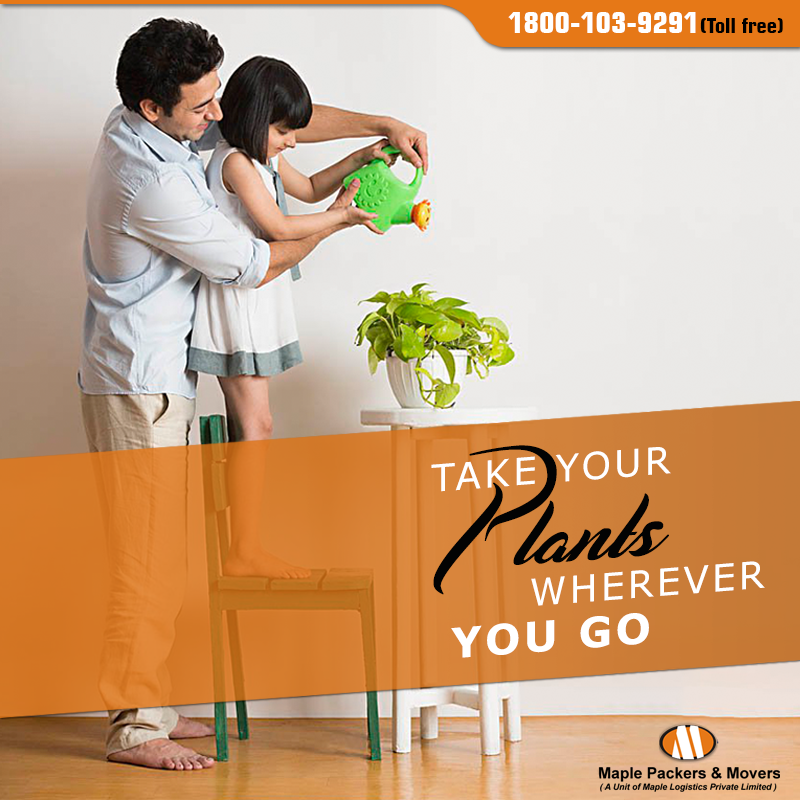 MaplePackers's tweet photo. In the process of relocation, your plants are often left behind. Take your green mates with you by contacting Maple Packers and Movers. Click here to find out more: https://t.co/48NKOc9Cgq
#MaplePackersandMovers #Relocation #ShiftingServices #PlantsRelocation https://t.co/CEvELRT7A2