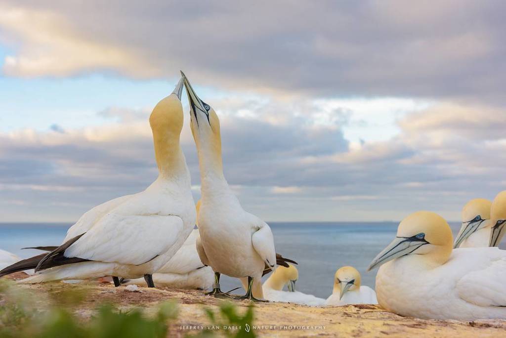 Shoot wideangle when everyone is using a zoom.

#starlingtours #starlingreizen #animallovers #birdlovers #birds #birdsofinstagram #visitgermany #heligoland ift.tt/2zG8piZ