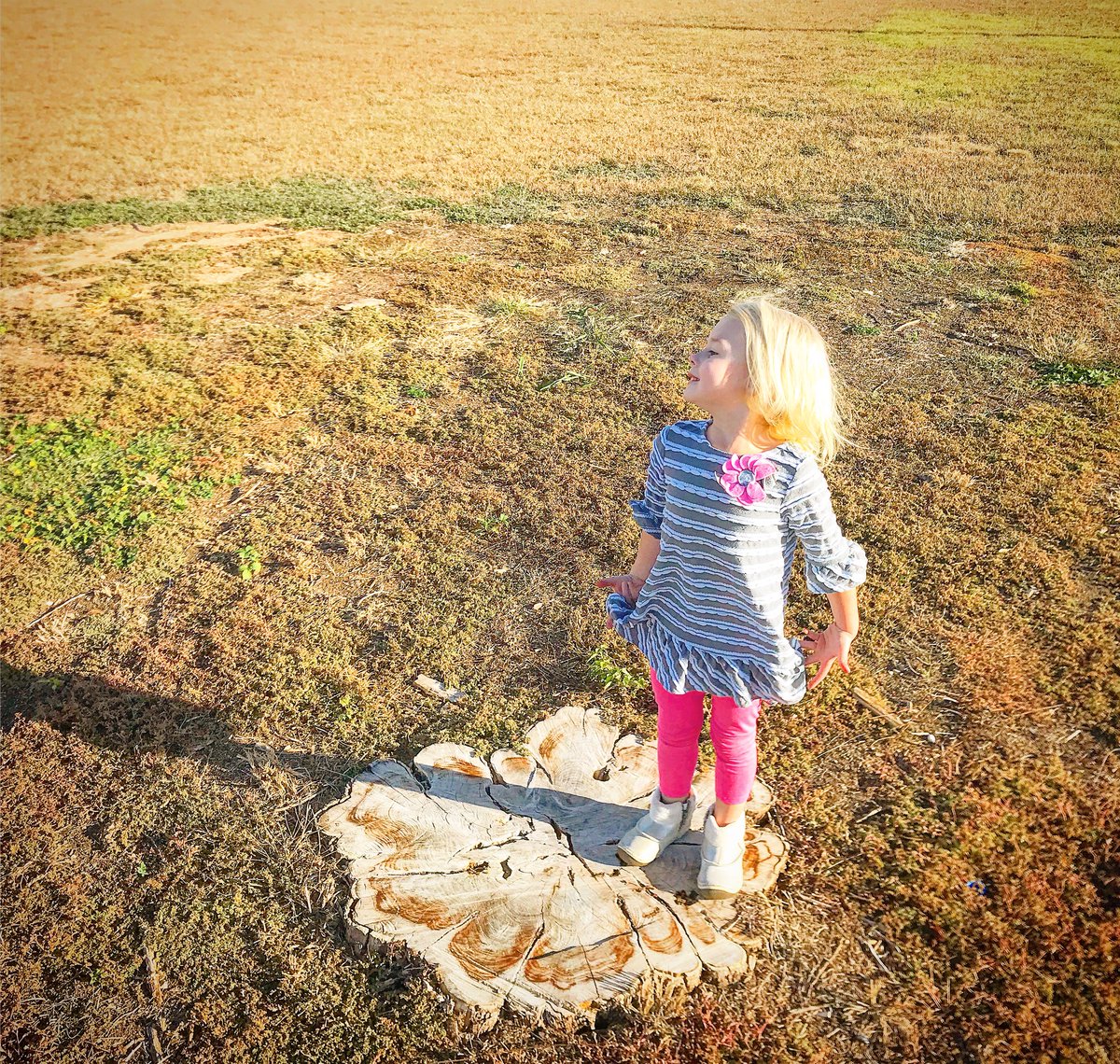 7AlanNelson's tweet photo. Stump Surfin’ The Grassy Sea. #shapeofreality #indiefilm #filmmaking #lightmatterinteraction #stellarwindsail https://t.co/Phlu9g90Yi