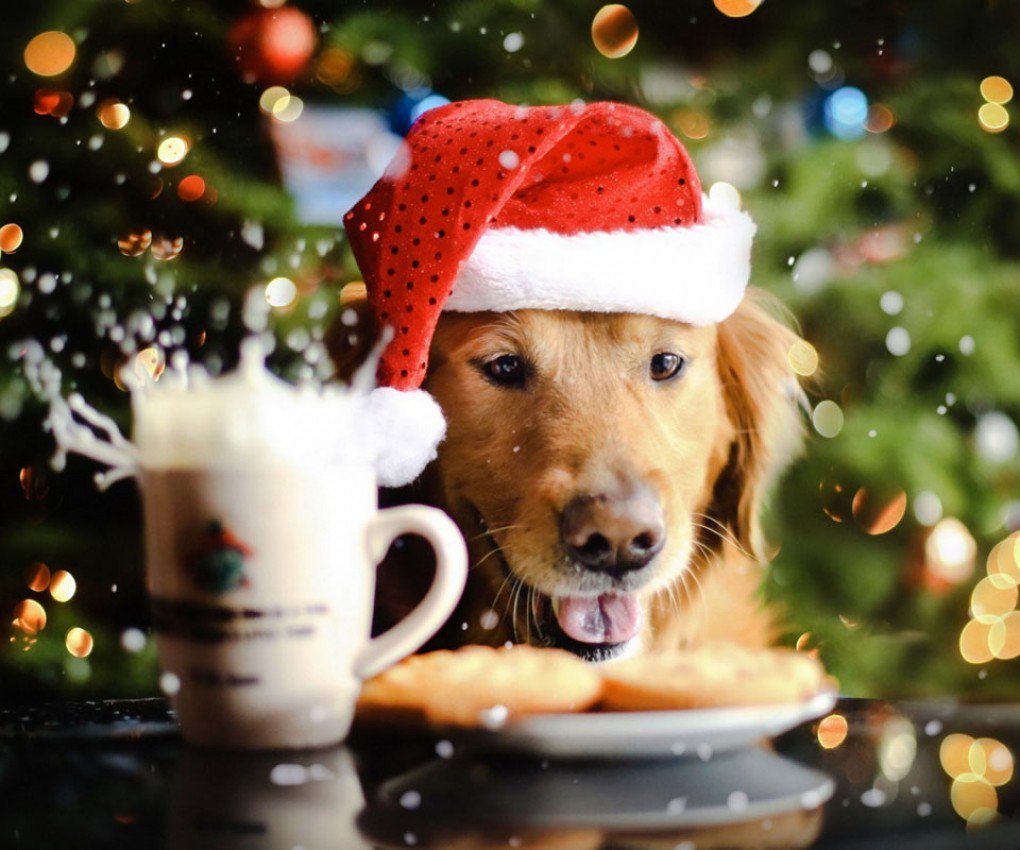 razasyperros's tweet photo. Y por fin... D I C I E M B R E ¡qué ganas! #hellodecember #holadiciembre #bienvenidodiciembre #welcomedecember https://t.co/PBl59wrkpW