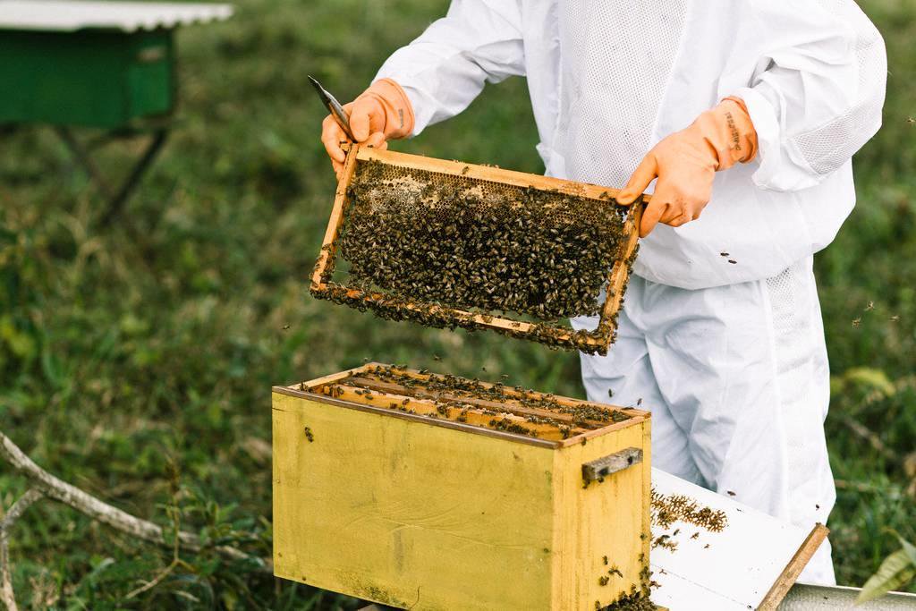 storaenso's tweet photo. Bzzz... Millions of 🐝 use eucalyptus plantations for nectar at Veracel, our joint operation in Brazil. In 2016, the busy bees made 87 tonnes of honey for local beekeepers, worth more than EUR 250 000. #sweetsuccess https://t.co/ASc1XfFjaR https://t.co/EmLL56s2q6