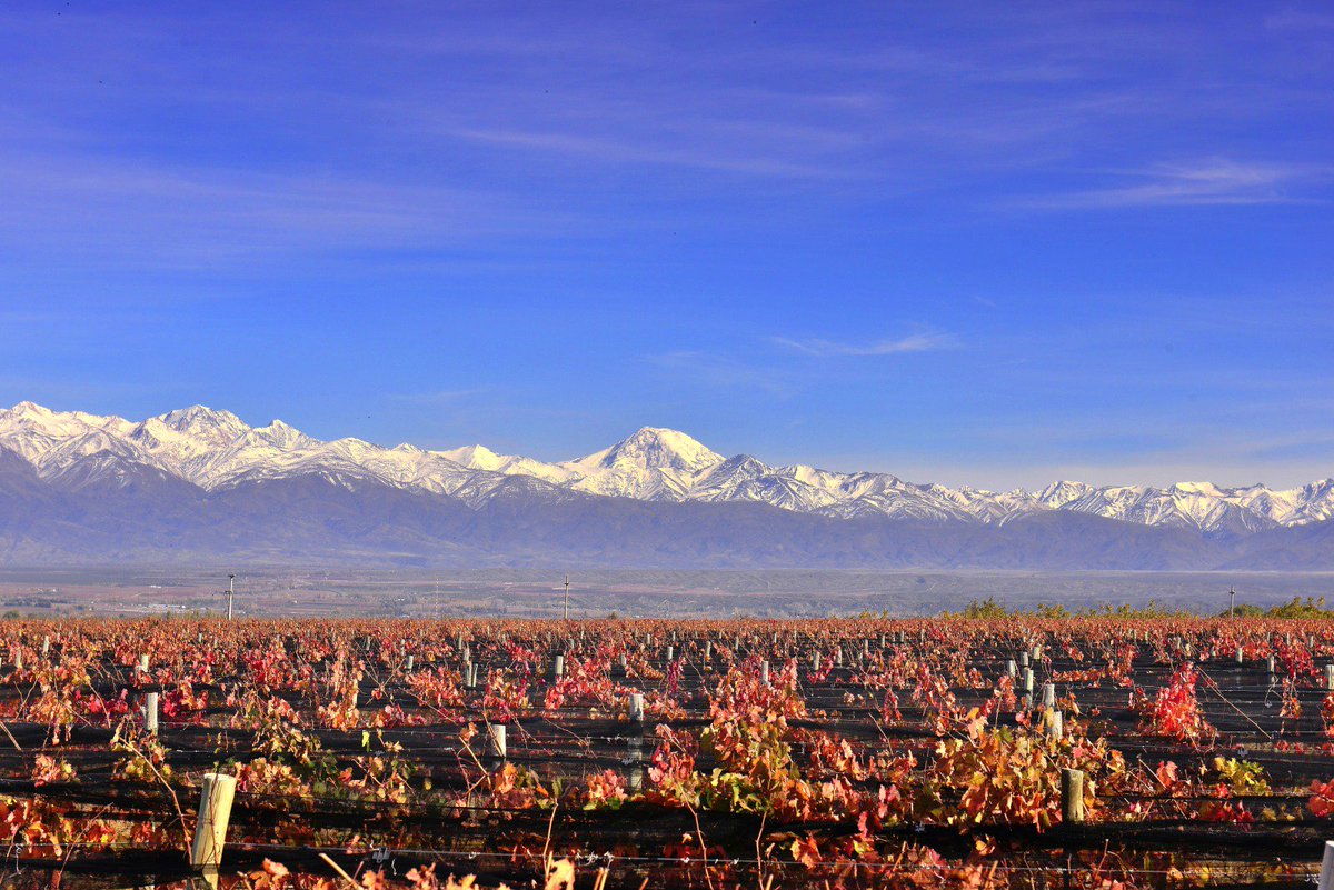 MasiWines's tweet photo. Going to #Mendoza in #Argentina? Don’t miss taking a #Wine Tour at #MasiTupungato where you can try our #organicWines like #Corbec #PassoDoble #PassoBlanco 
#Masi #Masiwinexperience #Masiwine 
https://t.co/hBkdPhhBNb https://t.co/QQ8mx598ob