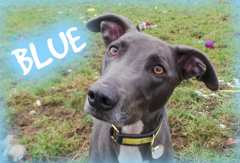 DT_WestCalder's tweet photo. How handsome is baby Blue! He is desperately looking for a quiet, relaxed home where he can have his own space and not be fussed over. He would loved a laid-back forever home where he can play with his soft teddies and take his time to adjust to his new family.😍😌#bforbeautiful https://t.co/aFHz9cEasQ