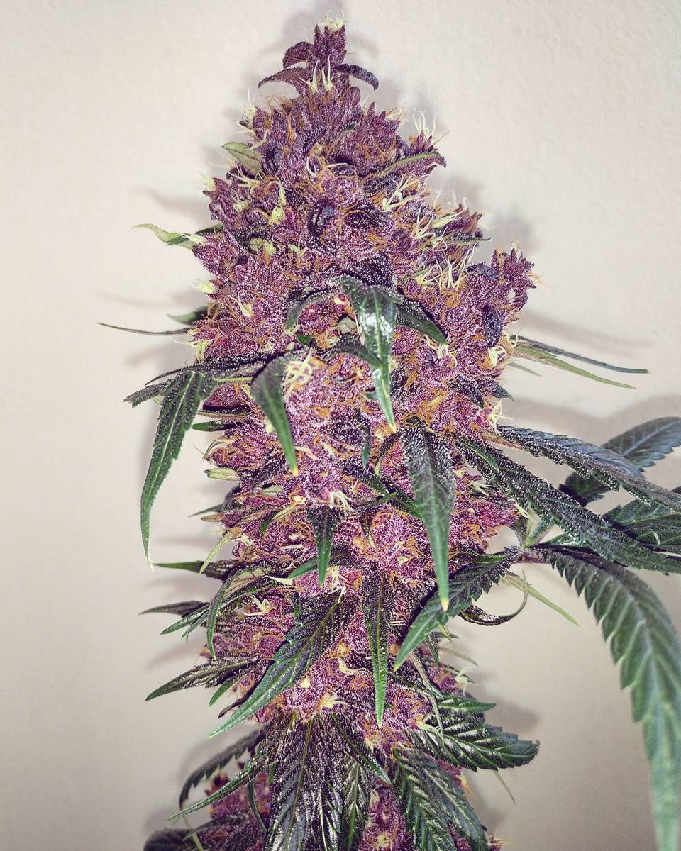 CannaObsession's tweet photo. Satisfacción 👑👩🏼‍🌾💜💚 https://t.co/uYfKSjQ1Uh