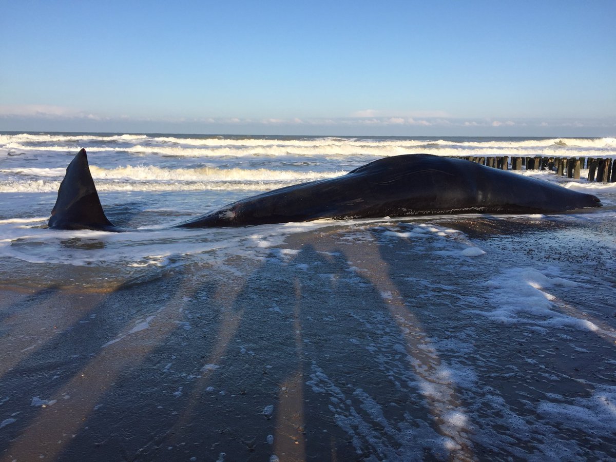 Dode walvis van 13,5 meter lang aangespoeld bij #domburg #omroepzeeland