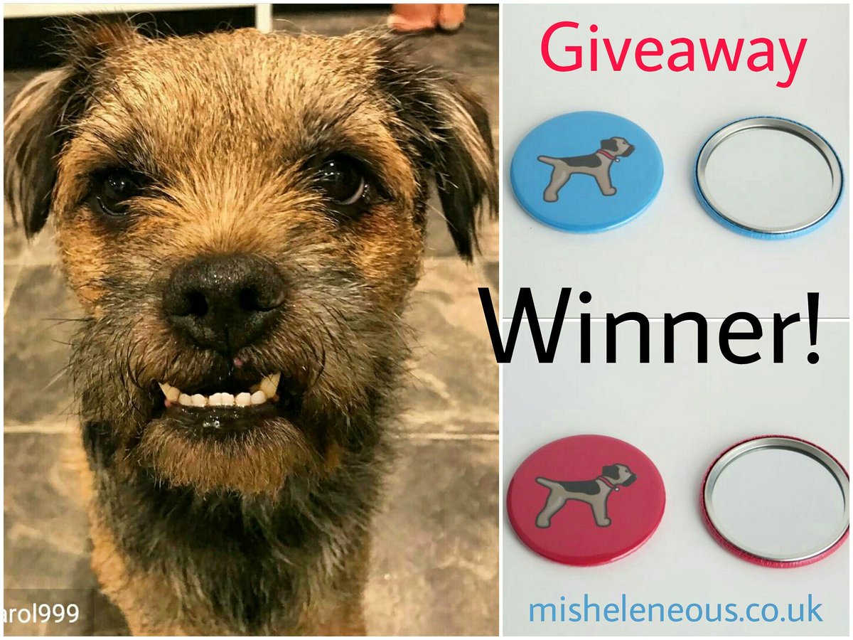 misheleneous's tweet photo. The #Winner of my #madelocalmonth #instagram challenge via @ChloeBytheLock is Pnuts & his amazing teeth! ๐ Owned by JustCarol999 he receives a Free #misheleneous #borderterrier #mirror ๐ Pawfect for looking good on a #dog walk! https://t.co/VeStojzfVZ https://t.co/GNM28thVVV