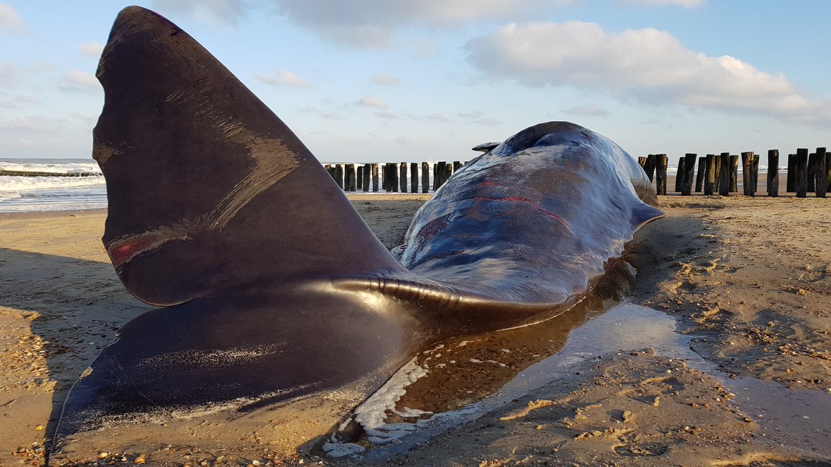 Indrukwekkend toen hij nog op het droge lag. #omroepzeeland