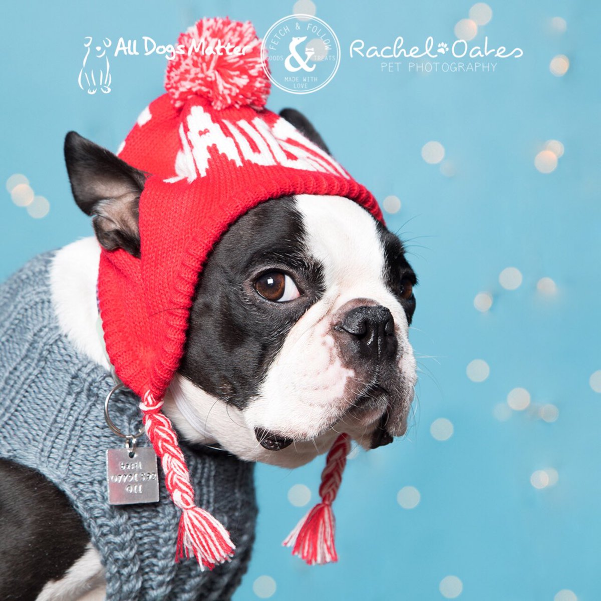 Happy 1st December and happy <a href="/BasilBarkarama/">Basil Barkarama</a> gotcha day - 5 years today since this little grinch came into my life ❤️❤️❤️