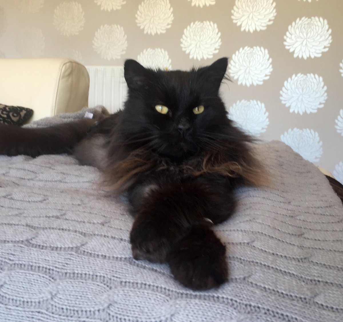 SoSoMoFoBo's tweet photo. Mummy’s little boy is 12 today #Elvis #catreview https://t.co/d0lJuNZQmG