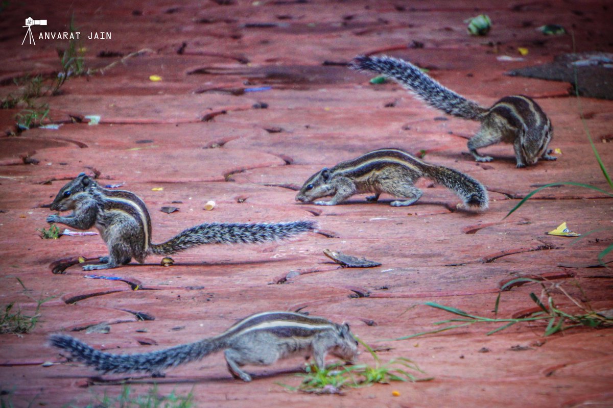 CphaseStudios's tweet photo. Cpature By :: @Anvaratjain 
Do follow Us Guys....... Get More Clicks On @CphaseStudios 

#Perfact_Capture #4squirels #Creativephotographs #randomclicks @500px @NatGeoPhotos @str8photography @Photoshop #snaps https://t.co/cuPyWLd8e7