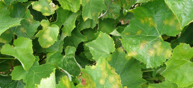 BASF_Agro_Au's tweet photo. Growers in severe weather events this wknd are advised that rainfall & accompanying high humidity will be conducive to a heavy outbreak of Downy Mildew. Make sure you are protecting your grapevines from DM with the excellent range of BASF fungicides #Delan #Acrobat & #Polyram https://t.co/5ARd324foo