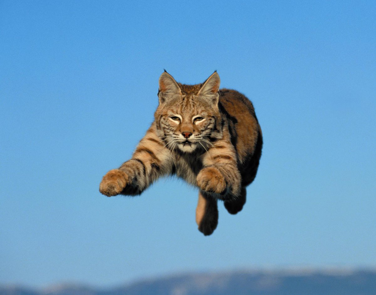 HourlyLynxes's tweet image. HourlyLynxes presents: