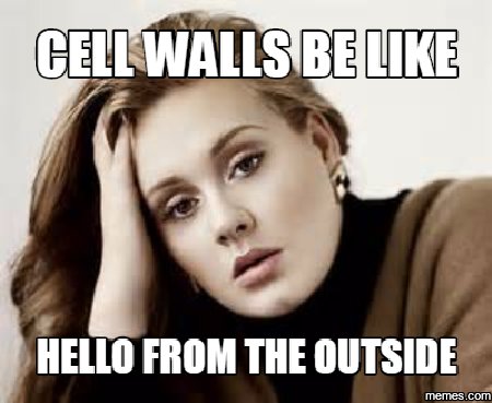 CelldonWallis's tweet photo. It's a lonely job being a cell wall, but I do it for you plant cells. #OrganelleVote2017 #CelldonWallis4President https://t.co/IKGuZI7OSq