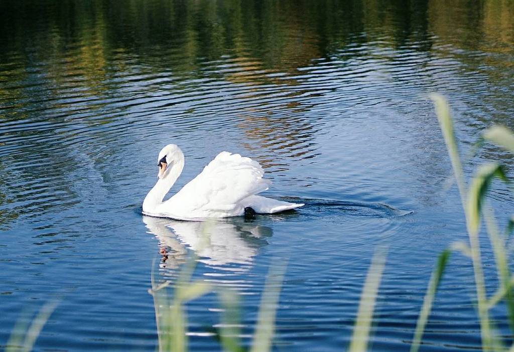 Le vilain petit canard 😊
.
.
.
.
.
#swan #whiteswan #villagelife #metz #latergram #nature #naturelover #instanature #naturegram #sony #sonynex #natureshooters #cygne #moselle #topmetzphoto ift.tt/2it3nCV