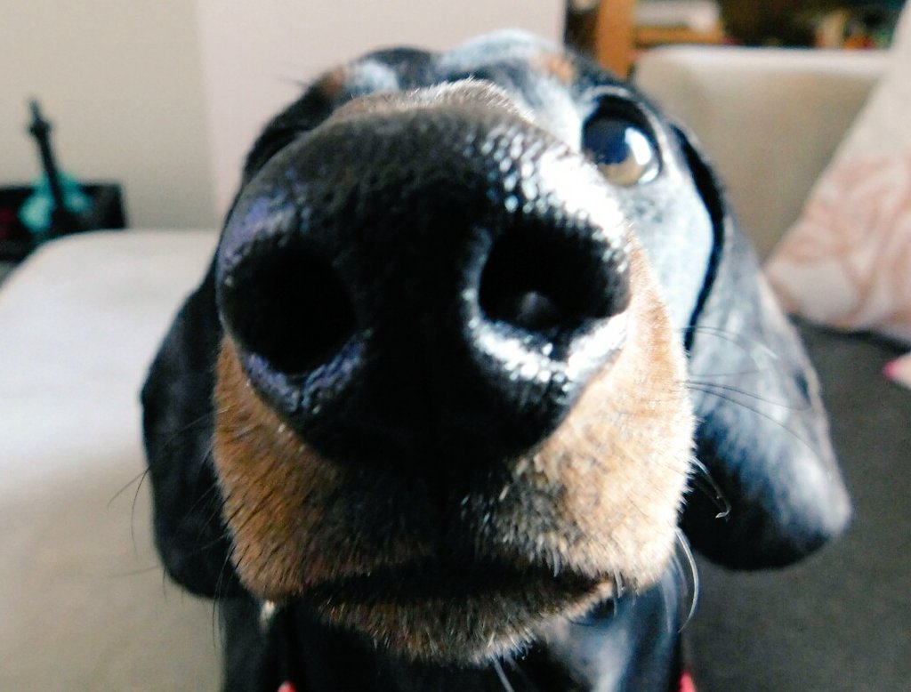 SethBows's tweet photo. Toot Toot hey Boop Boop!! 🎉🎇🎆🍻 It's Friday and I'm feeling all #donnasummer #tfif #FridayFeeling #FridayThoughts #fridayishere #Boop #boopsy #boopmynose #snout #dachshund #sausagedog #wiener https://t.co/uFknvkZs4e