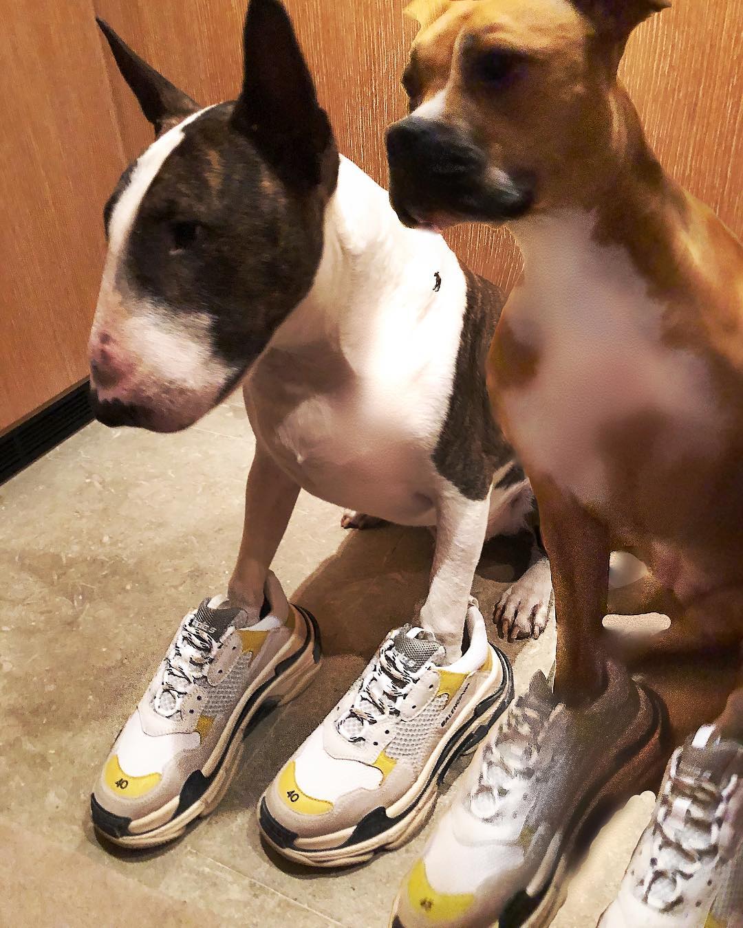 marc jacobs bull terrier shoes