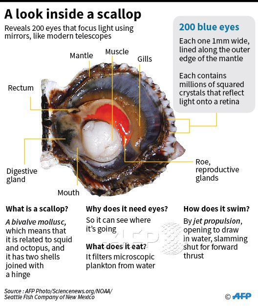 AFPgraphics on Twitter "Scallops have 200 blue eyes, because they need