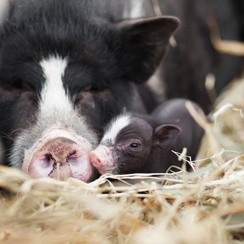 MercyForAnimals's tweet photo. #DidYouKnow: Mother pigs sing to their young while nursing. https://t.co/JNa0c92AGu