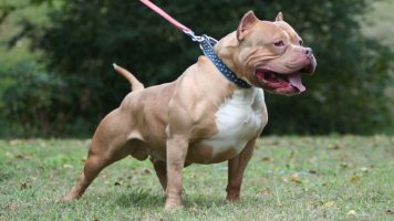 DognewsNews's tweet photo. Trebarnsmamma avled efter att ha blivit biten av pitbull https://t.co/JQsLyyT8TJ #pitbull #hundattack #aggressivo #agressiv #dogattack https://t.co/NlemvrBB8B