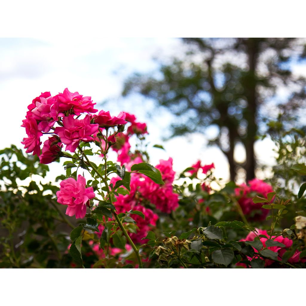 FarmVigano's tweet photo. Our gorgeous garden is blooming beautifully making for a picturesque atmosphere as soon as you enter the property. 

For any bookings or enquiries please call us on (03) 9407 1212, or email us at ciao@farmvigano.com.au

We’re looking forward to seeing you soon! x https://t.co/tINKdnRYgt