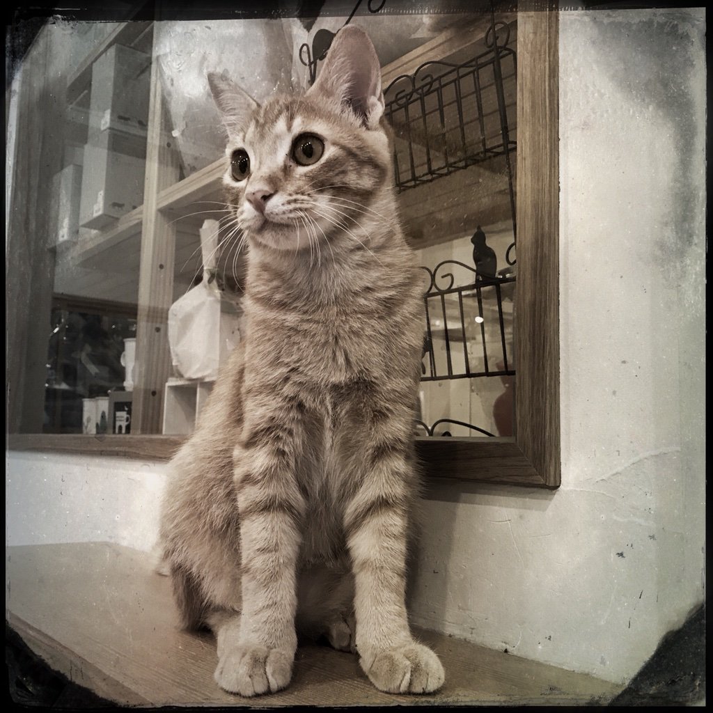 obi_wan_eclipse's tweet photo. Symmetrical hand position. #猫式 #Lowy #CTypePlate #Hipstamatic https://t.co/ybd4qk1SGO