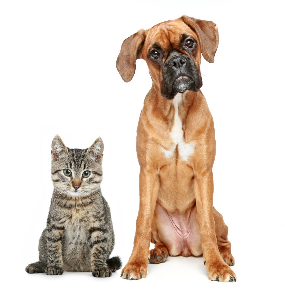 things_science's tweet photo. The truth about cats and dogs – science says dogs are smarter! A study has shown that cats have just half the number of cortical neurons in the brains as the average golden retriever  #sciencedaily #dogsandcats #neurons #brainpower 🐶😺🧠
https://t.co/u9Ik6RAWWU https://t.co/Gm8CavxyjS