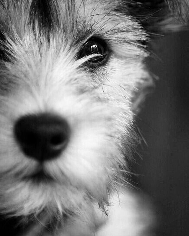 AnimalProj's tweet photo. Can't sleep? Your dog is here to listen ❤️🐶❤️ #humananimalbond #doglovers #ilovedogs #loveofadog #unconditionallove #cantsleep #dogslisten #animalrescue #dogrescue #rescuedog #shelterdog #adoptdontshop https://t.co/PwZeWisVOe
