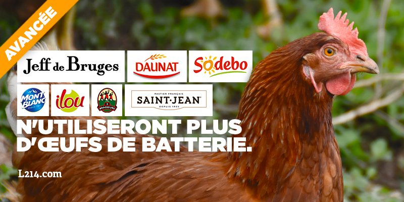 L214's tweet image. [AVANCÉE] Sodebo, Daunat, Jeff de Bruges et bien d'autres entreprises se sont récemment engagées à ne plus utiliser d'#œufs de batterie, suite à des échanges avec #L214. L'#élevage des #poules en cage ne sera bientôt plus qu'un mauvais souvenir en #France. On continue! #StopCages