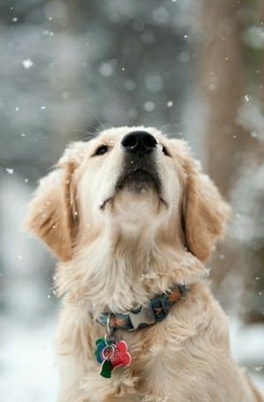 euuccris's tweet image. #SextaComTsunamiSdv
Enfim Dezembro... Que junto com esse último mês do ano,também chegue o verdadeiro significado do Natal. Confraternização, solidariedade e fazer o bem.
Feliz e abençoado Dezembro 🙏