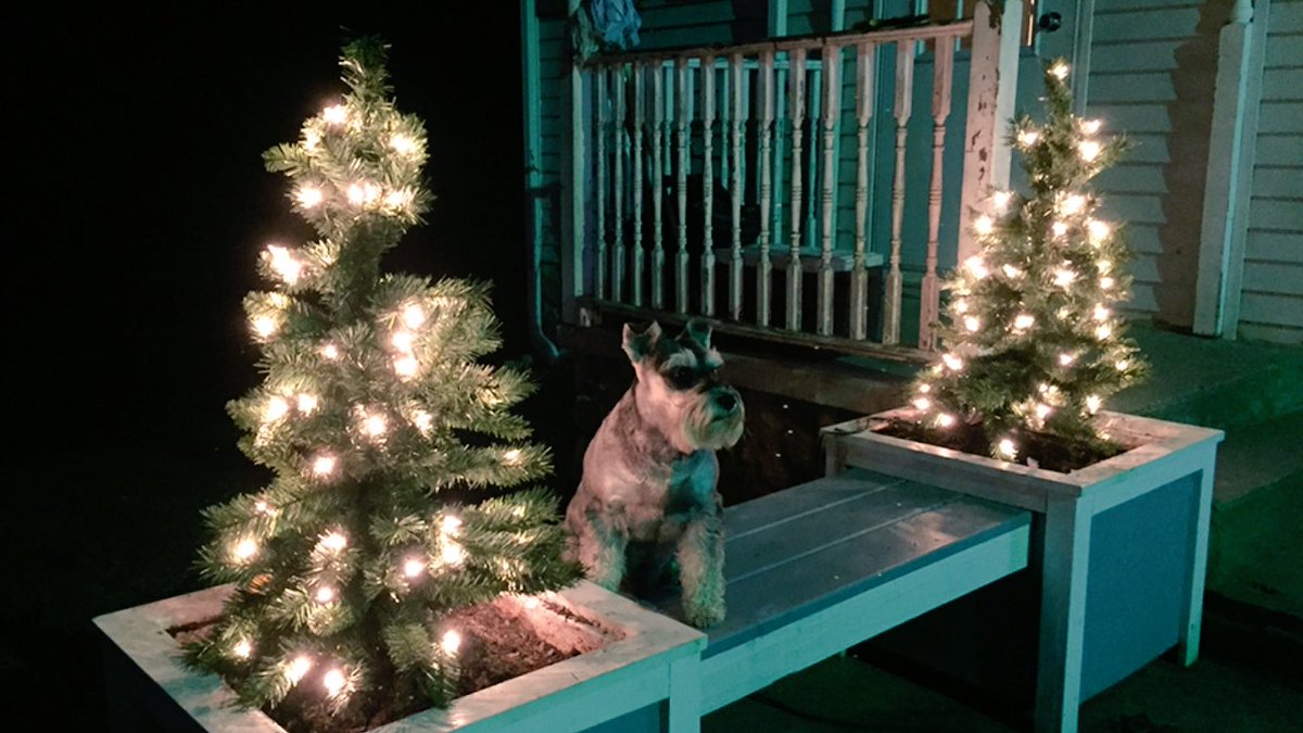 euuccris's tweet image. #SextaComTsunamiSdv
Enfim Dezembro... Que junto com esse último mês do ano,também chegue o verdadeiro significado do Natal. Confraternização, solidariedade e fazer o bem.
Feliz e abençoado Dezembro 🙏