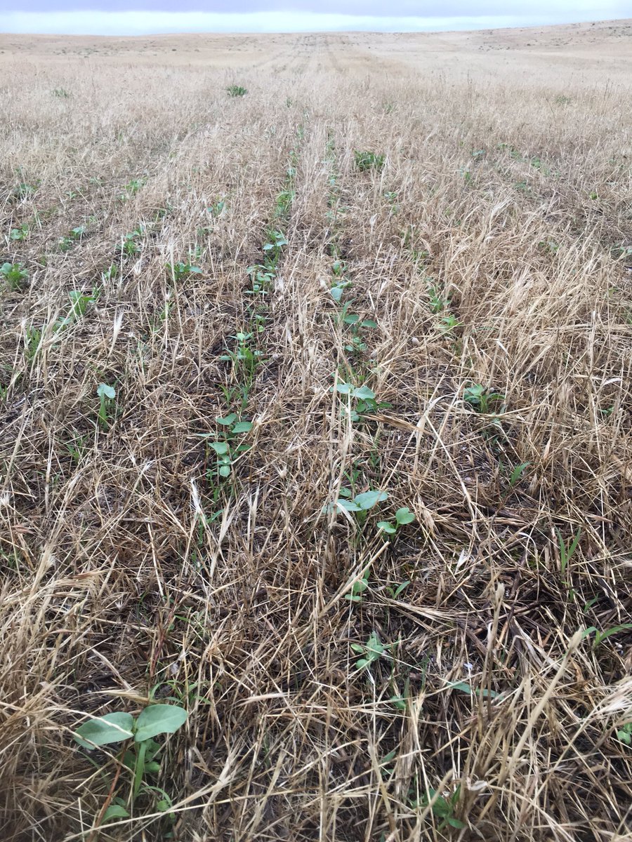 FreddoMorgan's tweet photo. Cover Crop’s, one of the few positives of this crazy #harvest2017. 9 way mix of summer grasses, legumes, broadleaf’s &amp; brassicas. #diversity https://t.co/DNn0GGGHMU