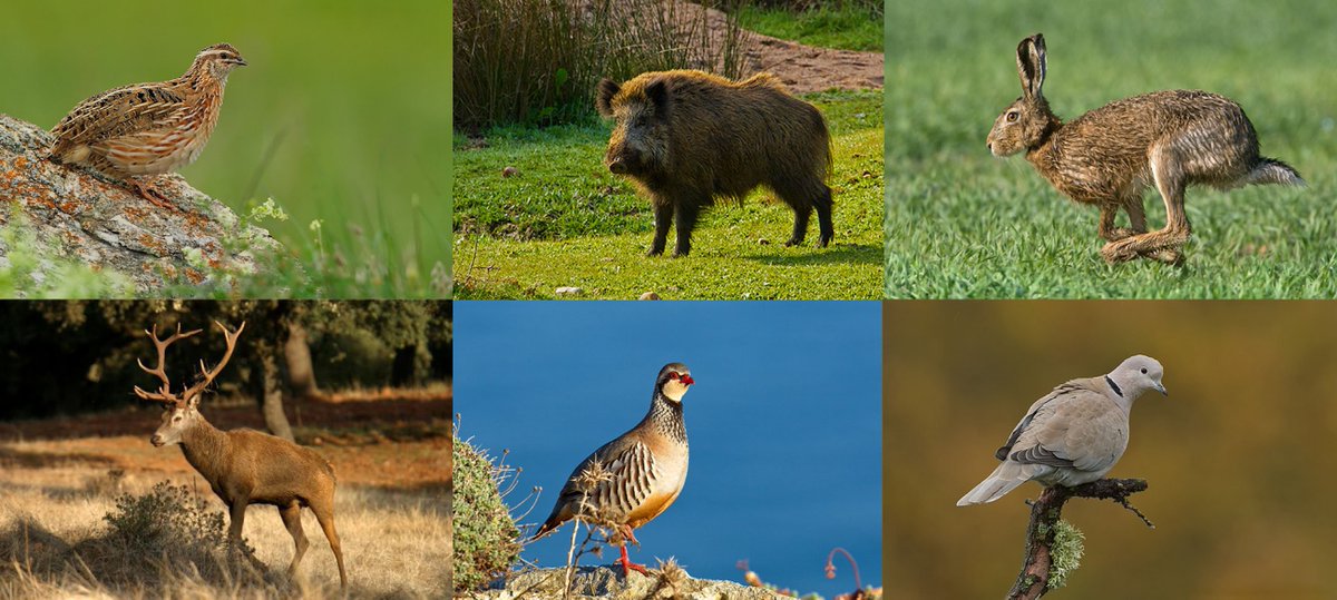 PirineosExdim's tweet photo. #REPORTAJE | ¿Cuáles son las ventajas de comer #carne de #caza? La carne de caza, como son la carne de ciervo o la carne de jabalí, poseen un color rojo más oscuro que se intensifica con la edad del animal; y un olor y sabor más pronunciados: https://t.co/Bp8cn3Edq2 https://t.co/4gojRtlnUe