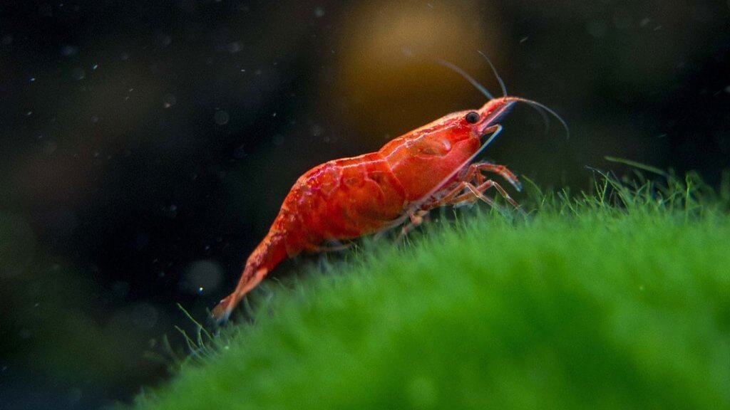 Karides
balikavcisi.com/deniz-canlilar…