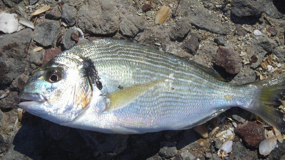 Deniz Çipurası İle Çiftlik Çipurası Arasındaki Farklar
balikavcisi.com/tuzlu-su-tekne…