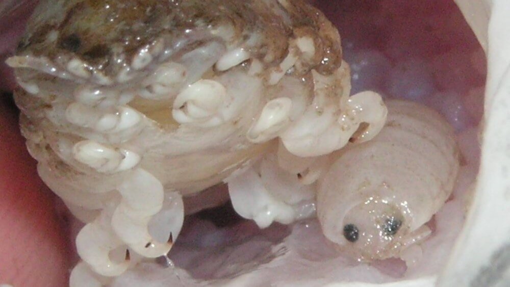 Balık Kenesi
balikavcisi.com/deniz-canlilar…