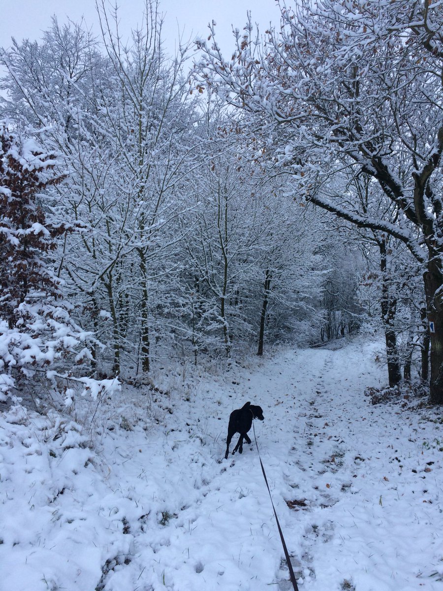 KarenvanHout's tweet photo. Who would not enjoy walking the dog in the first snow of the year. Now back to work. #ofwood https://t.co/3XqcXOen49