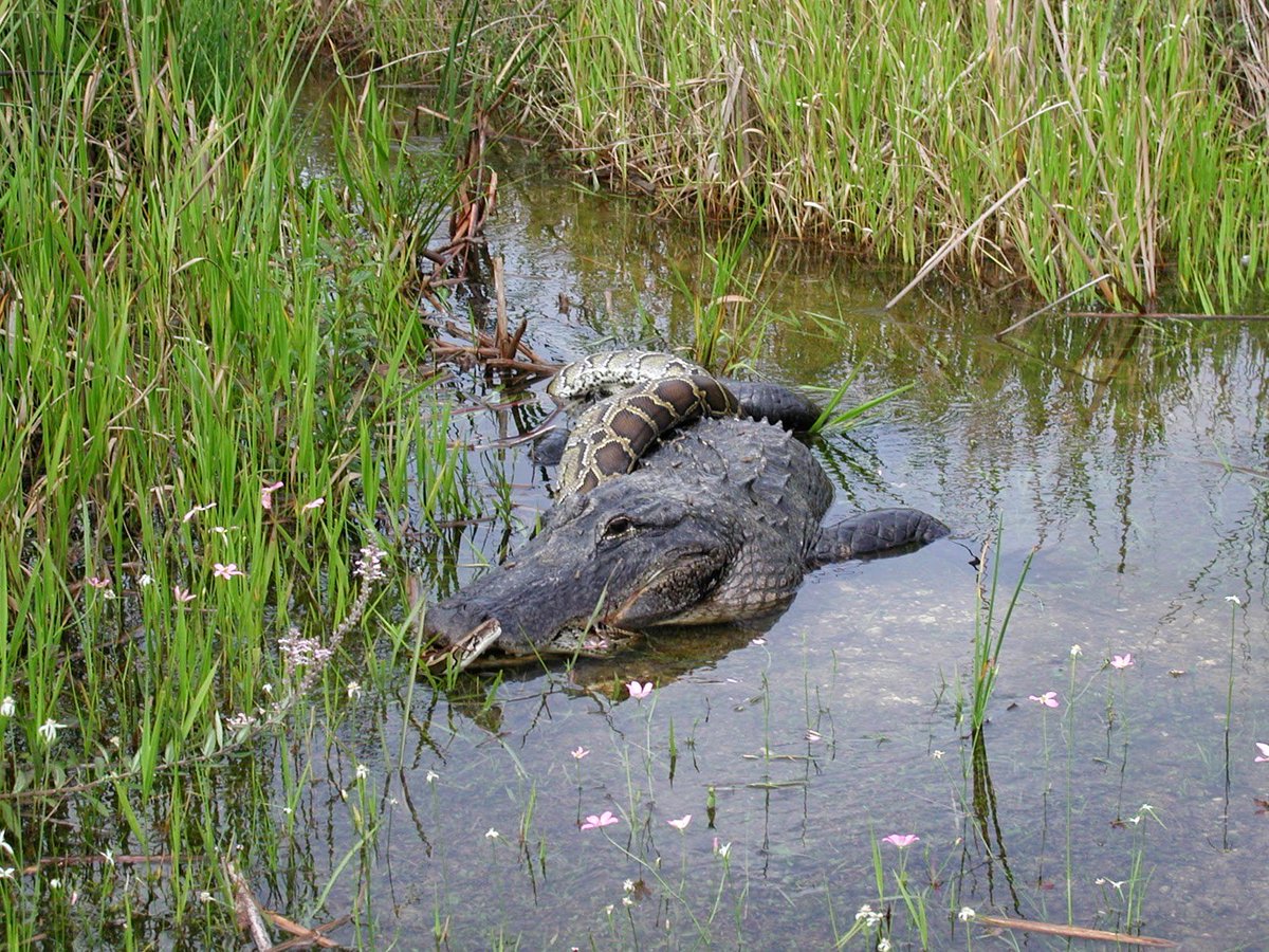 Крокодил в водоеме. Флоридские Эверглейдс. Крокодил в болоте. Аллигатор в болоте. Болото с аллигаторами.