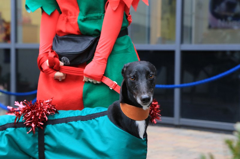 Battersea_'s tweet photo. RT and like to spread the #CheerForGood love. 💖🎄

Help us win funding from Starbucks this Christmas to support the dogs and cats in our care. 🐶😺 https://t.co/xAIjzQWICM