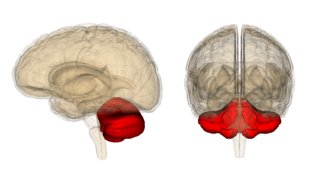 JeffMarcusInst's tweet photo. Researchers from the Marcus Institute unlock secrets to how the brain reconciles traumatic memories: https://t.co/2LTLnpUrIO #brainhealth #JeffResearch #cognition https://t.co/gRA3Nccove