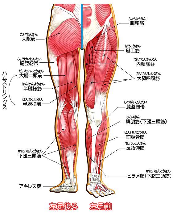 日本鍼灸療術医学会 Nihontramed Twitter