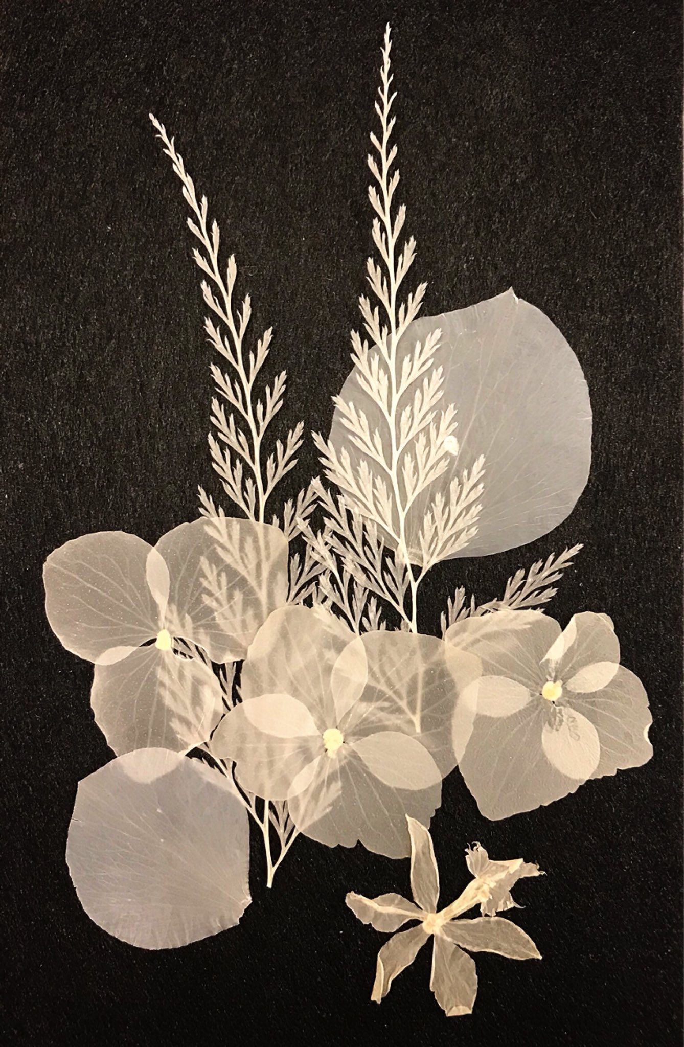 押し花サロン スイートアリッサム 今日は押し花の研修会でしたღ 漂白花と押し花のアレンジメント を学んでまいりました 押し花を漂白剤に２週間ほど浸しておくと真っ白な漂白花になります この漂白花と組み立てたバラで作品づくりです