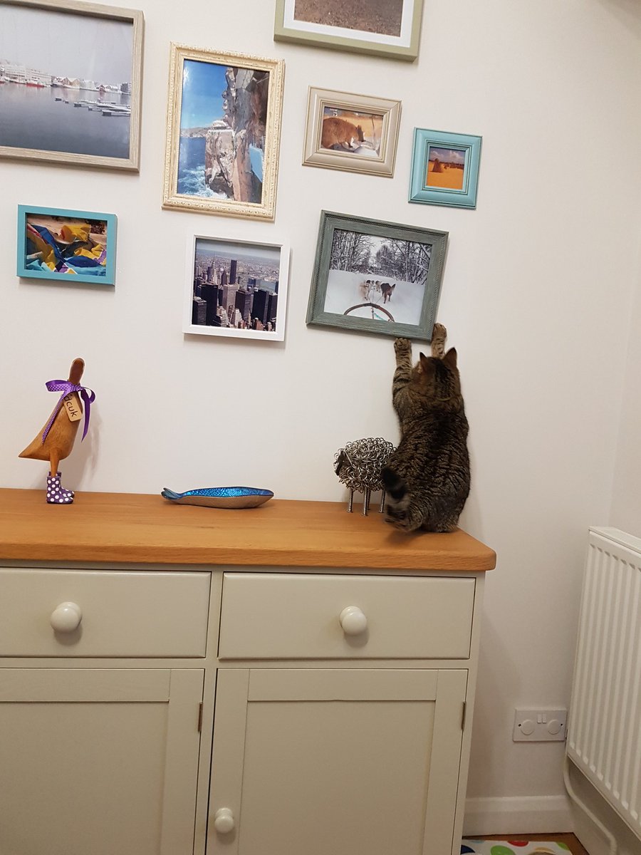 mrjamesplant's tweet photo. Who needs a cleaner? Pickles the cat is available for hire at competitive rates. Specialist tasks include, catching mice and hanging pictures. #furryhelper https://t.co/AUprAn7ilL