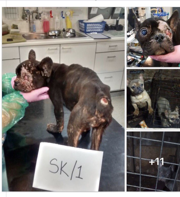 Cancer_WarriorD's tweet photo. Tougher sentences for animal abuse.The person who did this rcvd a 12 wk sentence and 10 yr ban for death of a dog and multiple abused dogs.Apologies for images.
#StopAnimalCruelty #supportrspca #robustsentancesforanimalcruelty #rspca #respectforlife #petbanforlife #tougherlaw https://t.co/YKP22RpOVg
