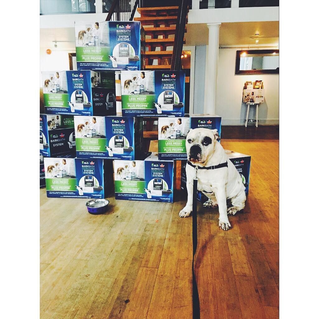 LeashnPaws's tweet photo. Its #FurFriday and on the blog we have @bissellclean #BarkBath so exciting!! https://t.co/4e1DxU3B1q https://t.co/UiiKpqtLsd