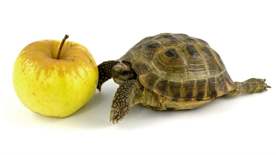 kimkomando's tweet photo. Do you feel like your iPhone suddenly slows down right around the time Apple announces a new release? Coincidence? Or is Apple forcing you into buying a new one? #sneakyApple #slowiphone
https://t.co/qRytd2z9pN https://t.co/AhMzOEDVk3