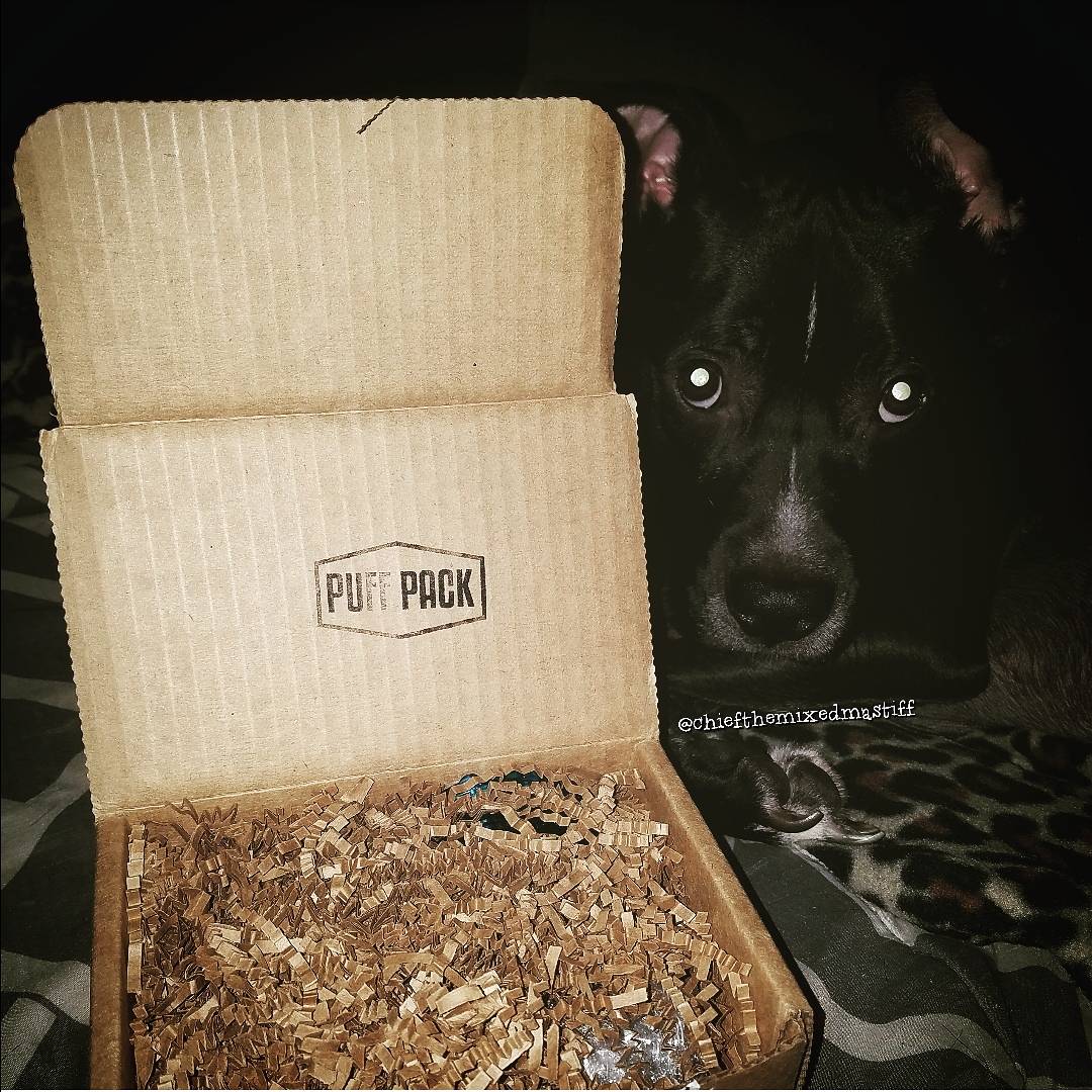Chiefthemastiff's tweet photo. What are you CHIEF'IN on today?❤💛💚🖤
Thank you @thepuffpack for this amazing opportunity! Check out my Insta for the full review ! #Dogs #dog #Rescue #adopt #thepuffpack #monthlybox #dogsoftwitter #dogsofinstagram #raw #doobtube https://t.co/oRnKxLixcs