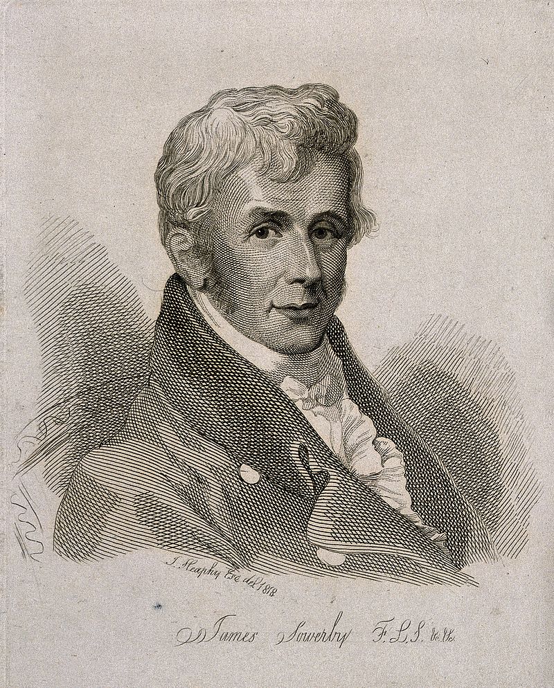 Biblioteca_RJB's tweet photo. #Sowerbaea género de la familia #Asparagaceae dedicado al gran ilustrador y grabador James Sowerby (1757–1822) #EponymFriday #Buenfinde @RJBOTANICO https://t.co/WXs36t32gD