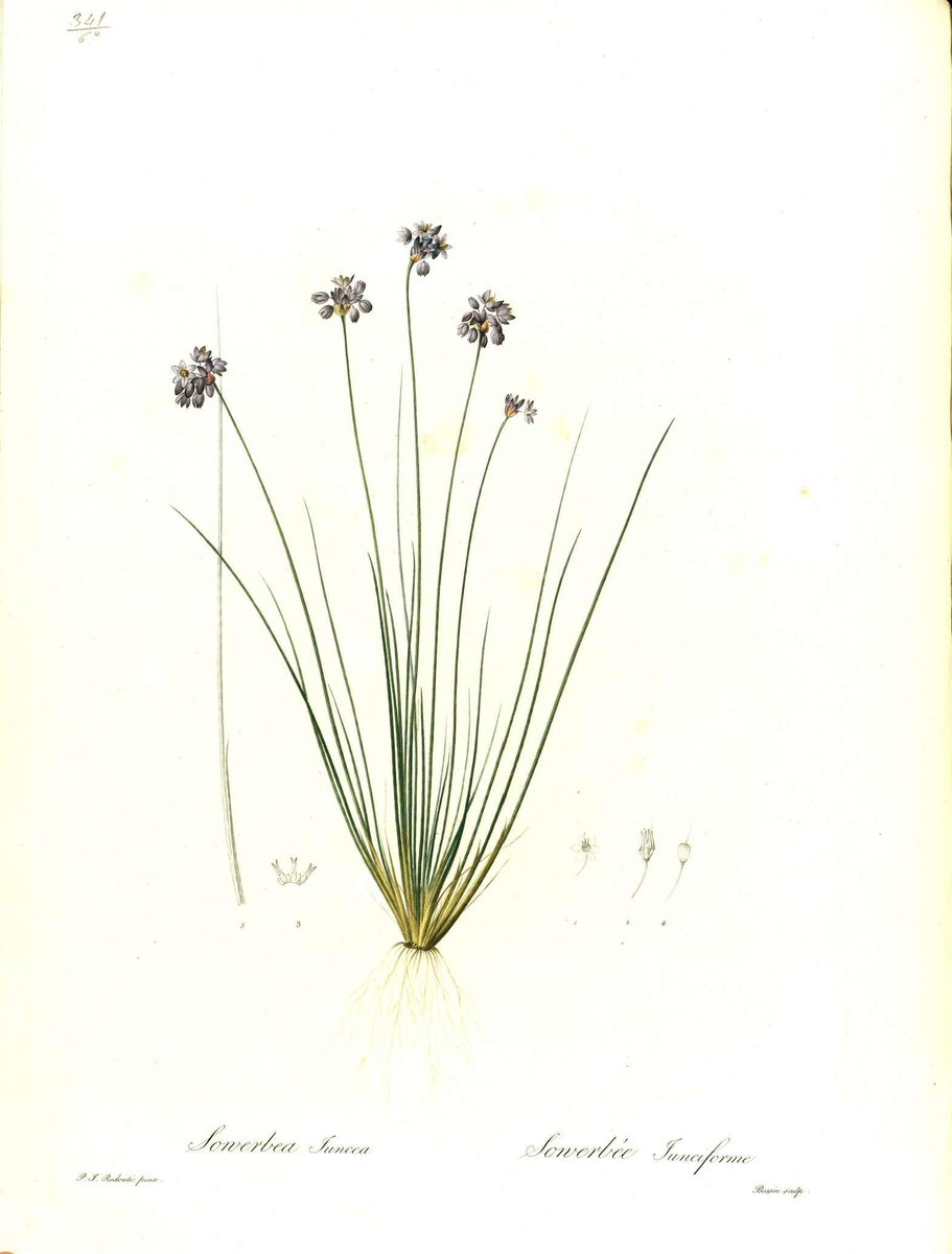 Biblioteca_RJB's tweet photo. #Sowerbaea género de la familia #Asparagaceae dedicado al gran ilustrador y grabador James Sowerby (1757–1822) #EponymFriday #Buenfinde @RJBOTANICO https://t.co/WXs36t32gD