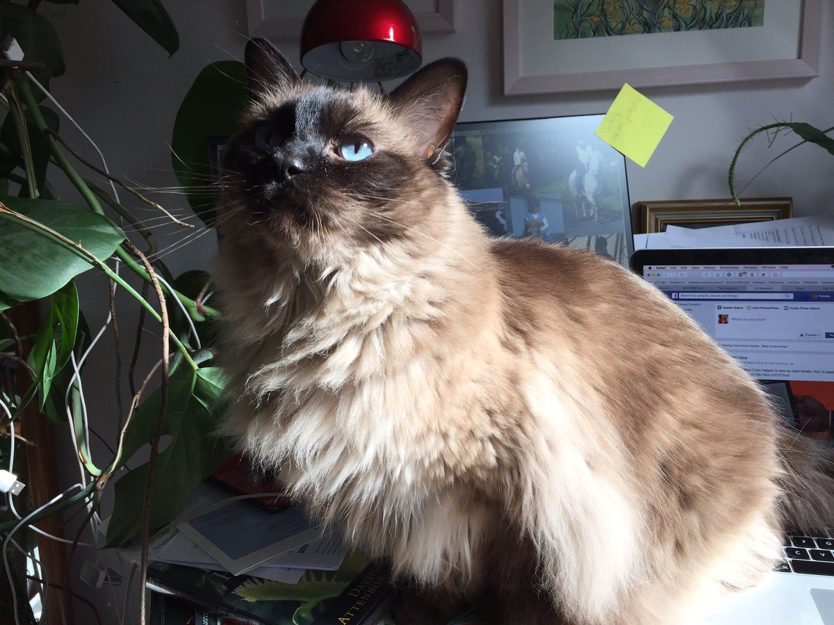Dr_PamC's tweet photo. @S112_OU Hector ‘helping’ me mark TMAs. Sometimes he sits on my knee and keeps me warm. #TutorProblems https://t.co/FE8I5tV1IO