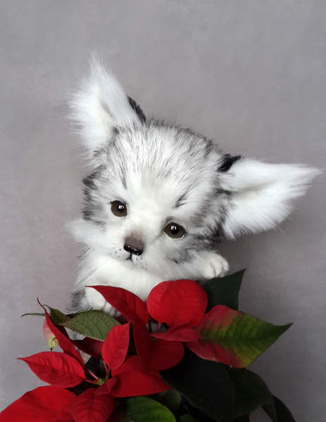 BearPile's tweet photo. Arctic Fox Star by Va.Kulina   https://t.co/OHV4aZ80zy  #justborn #handmadefox #fox https://t.co/wzzavuvDcX